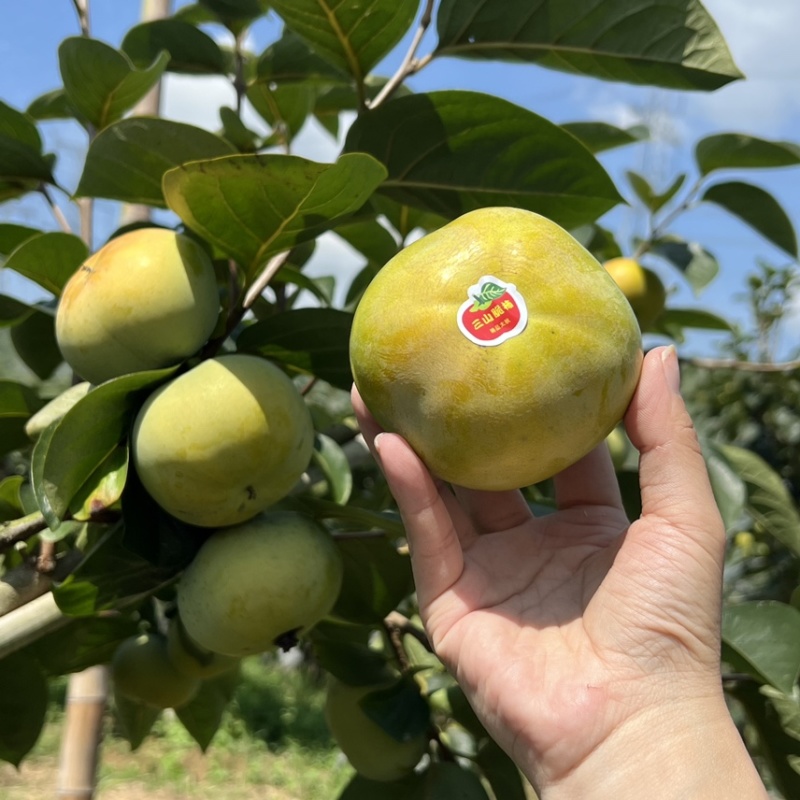 【精选】日本太秋甜柿香甜多汁种植基地量大价优欢迎致电