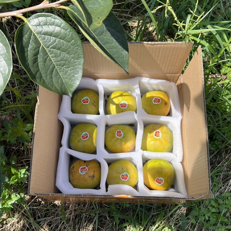 【精选】日本太秋甜柿香甜多汁种植基地量大价优欢迎致电