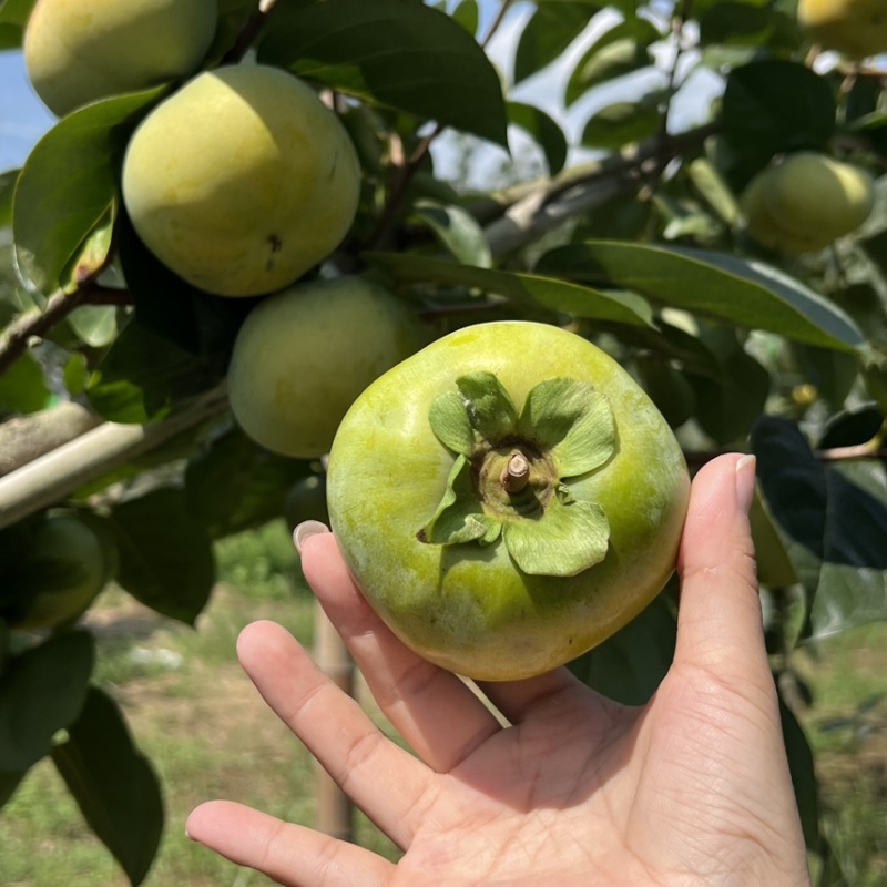 【精选】日本太秋甜柿香甜多汁种植基地量大价优欢迎致电
