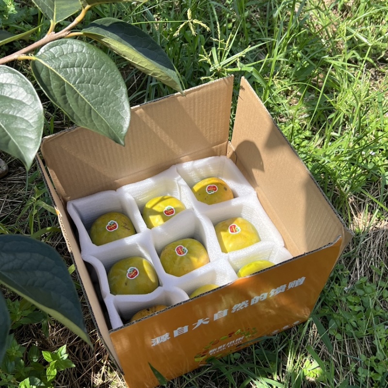 【精选】日本太秋甜柿香甜多汁种植基地量大价优欢迎致电