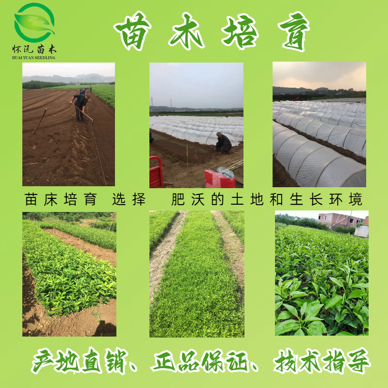 西梅李子苗脆红李子苗嫁接苗产地直销【批发】技术指导