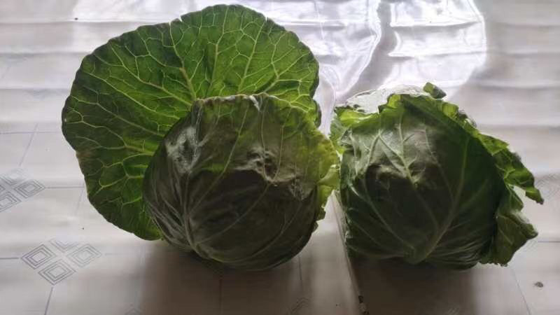 准备好的绿甘蓝丝