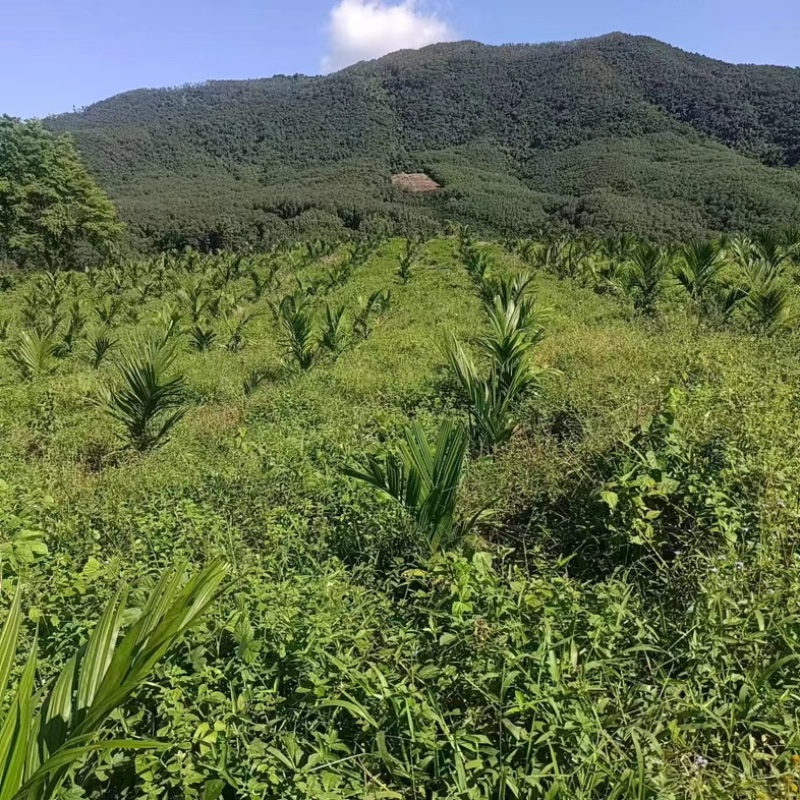 海南槟榔种植，果树土地资源出租