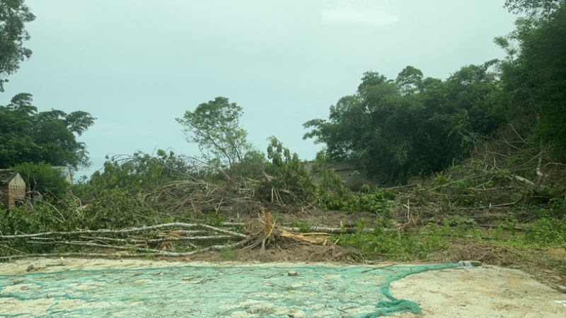 海南槟榔种植，果树土地资源出租