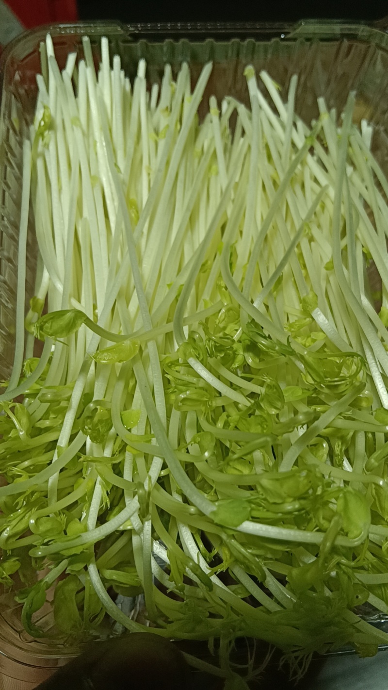 【豌豆苗】湖北基地直供质量保证价格美丽量大优惠欢迎订购