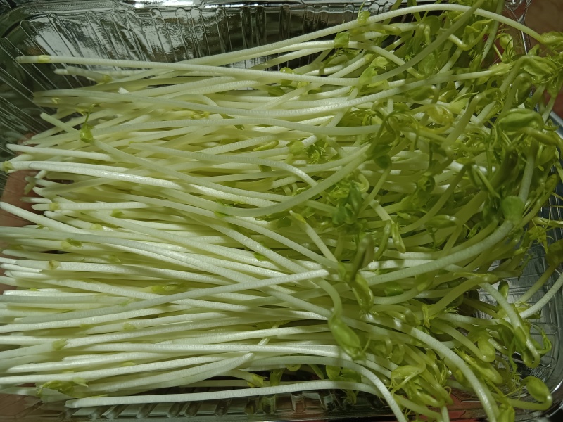 【豌豆苗】湖北基地直供质量保证价格美丽量大优惠欢迎订购