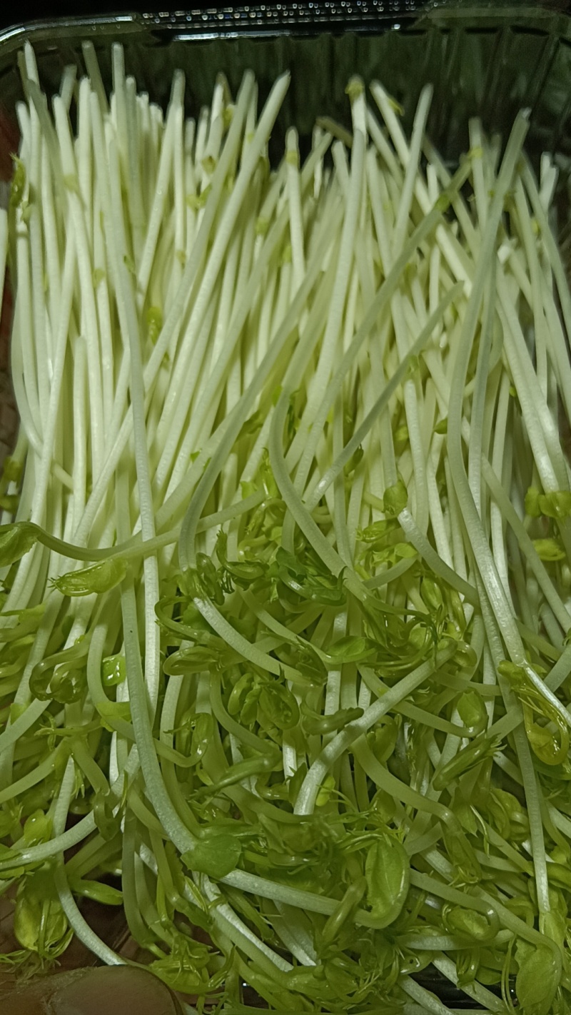 【豌豆苗】湖北基地直供质量保证价格美丽量大优惠欢迎订购