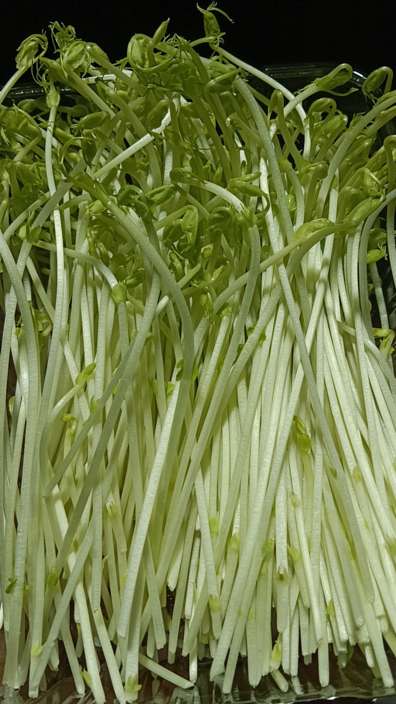 【豌豆苗】湖北基地直供质量保证价格美丽量大优惠欢迎订购