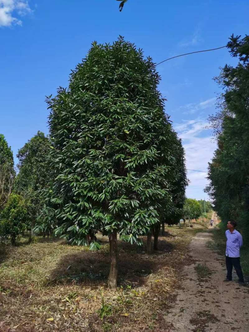 菱角三矾