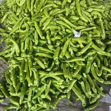 精品尖椒，基地直发，电商供货。