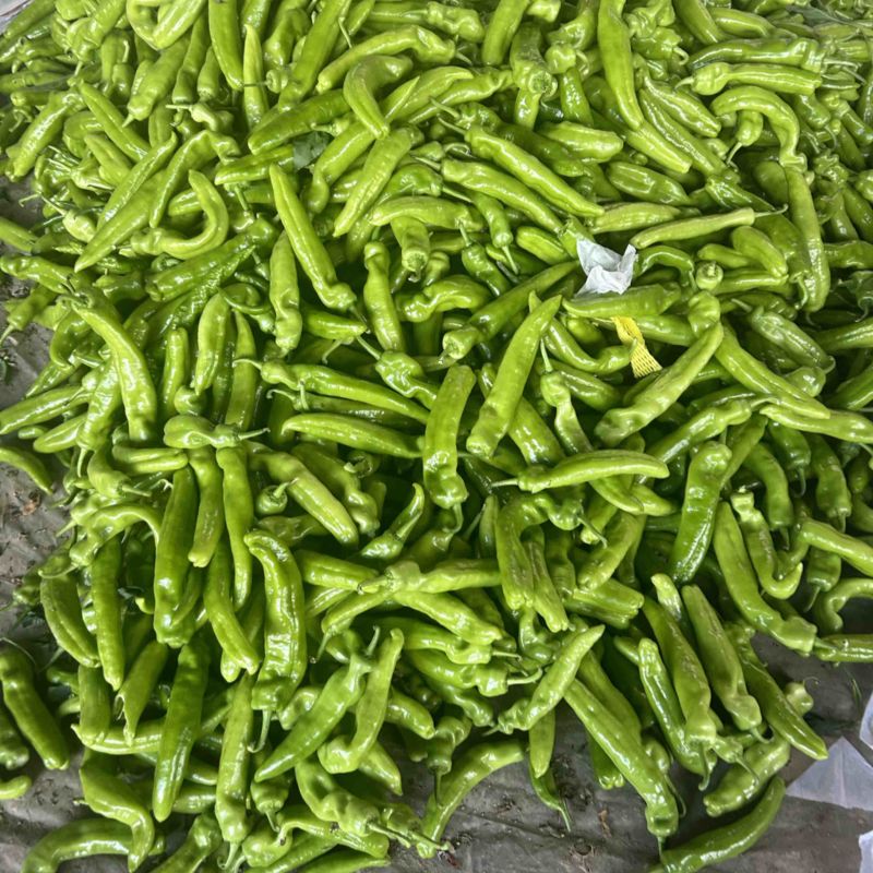 精品尖椒，基地直发，电商供货。