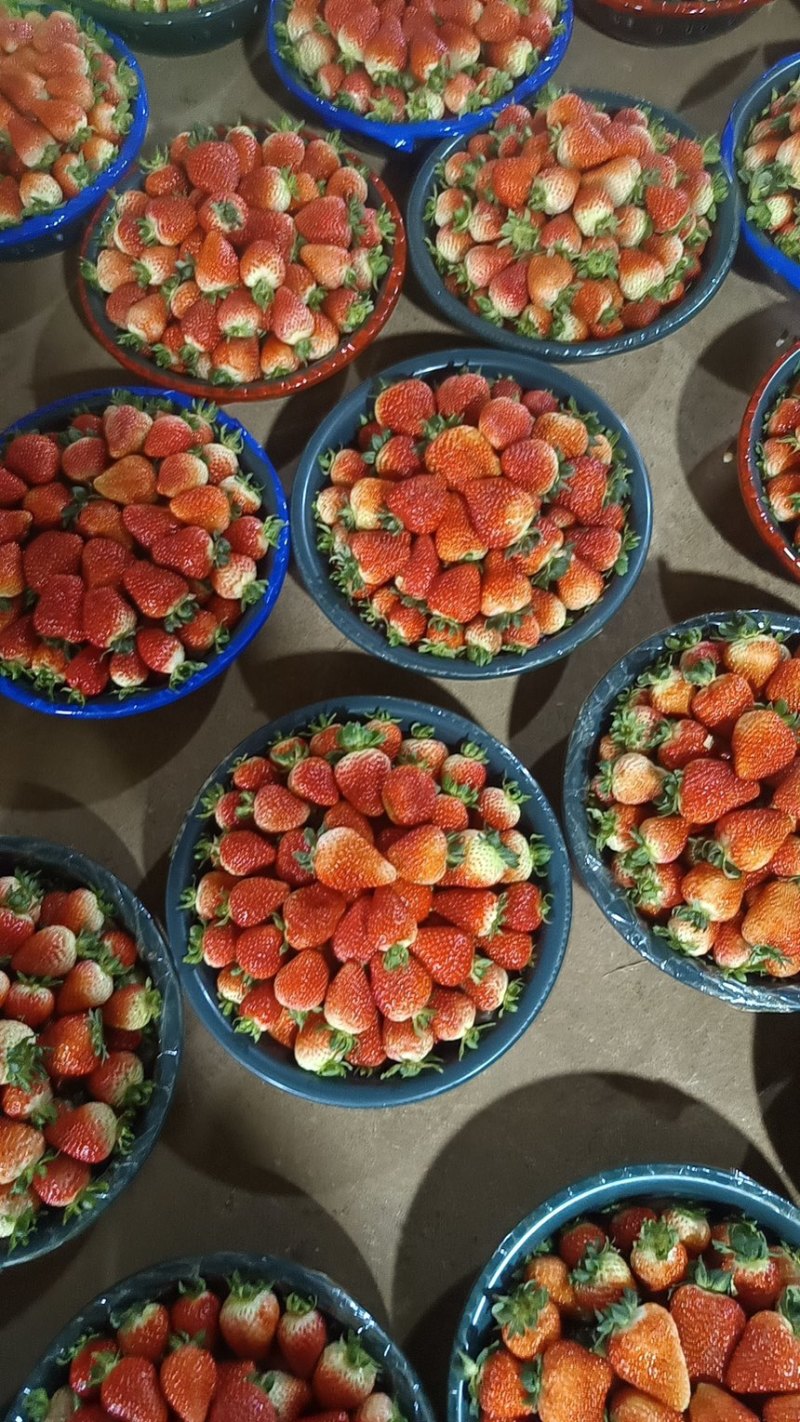 蒙特瑞草莓
