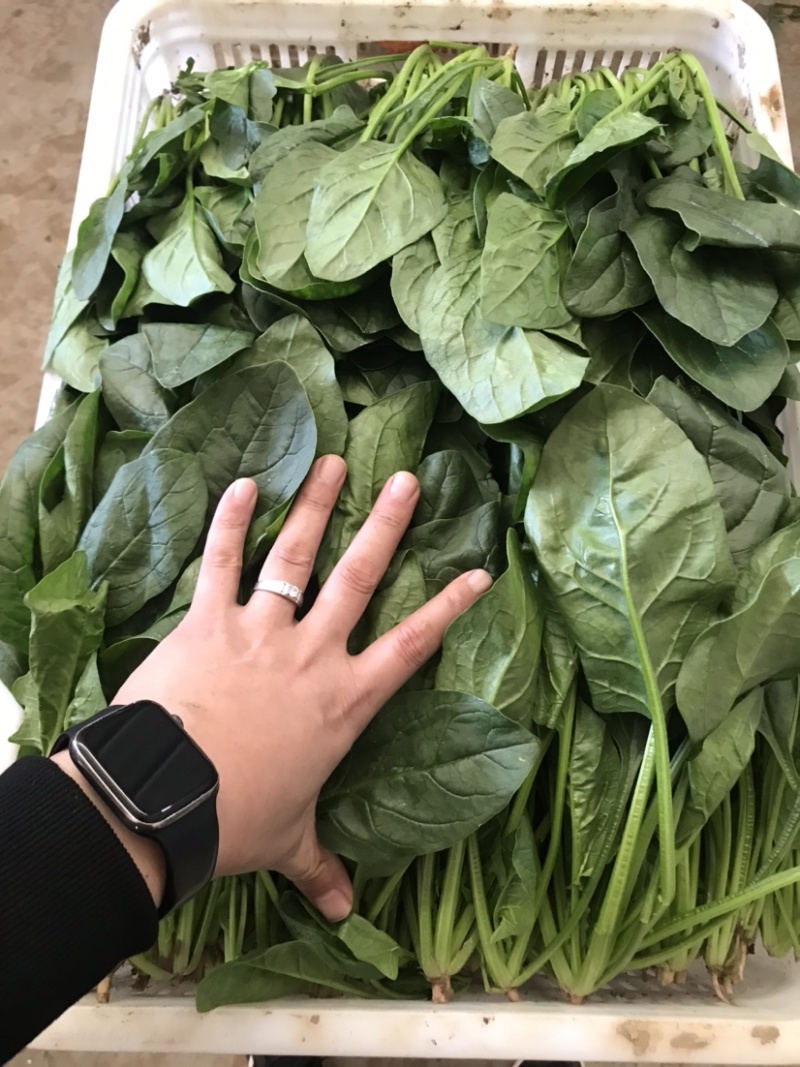 精品菠菜常年供货品质保障欢迎老板联系