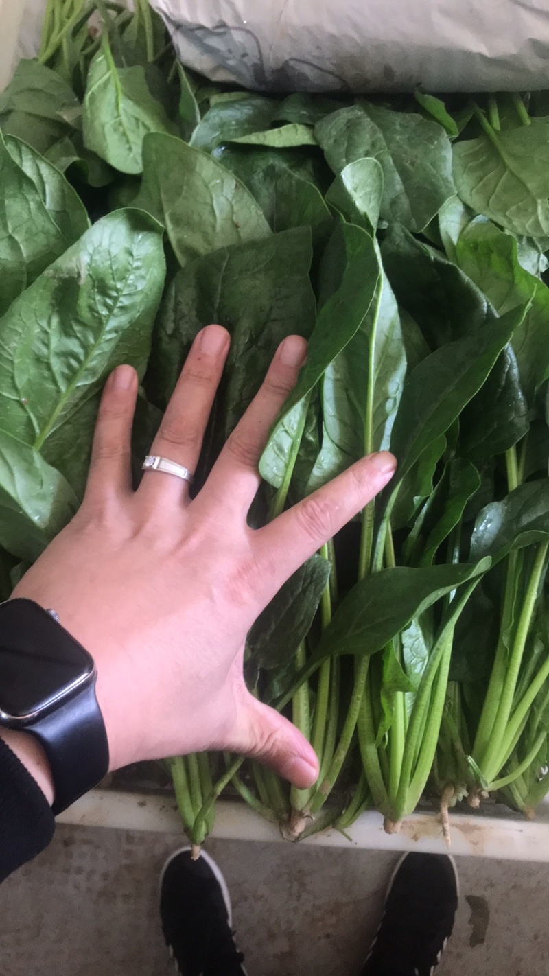 精品菠菜常年供货品质保障欢迎老板联系