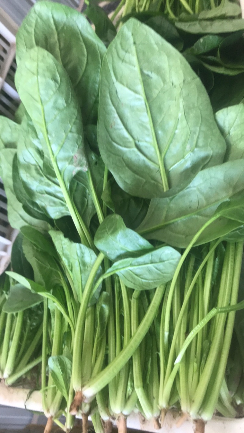 精品菠菜常年供货品质保障欢迎老板联系