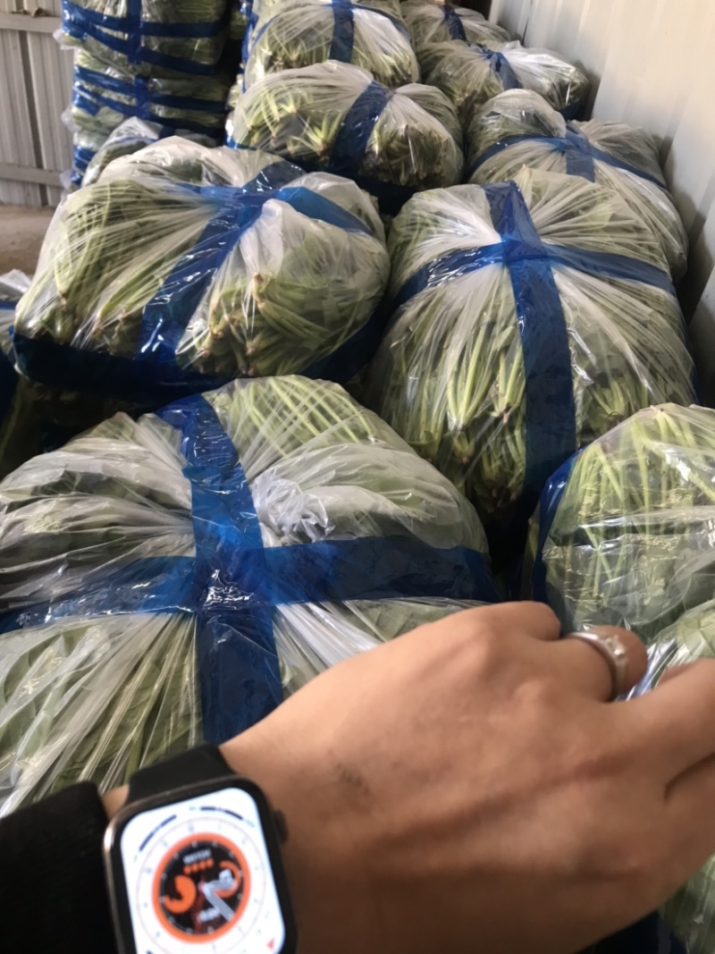 精品菠菜常年供货品质保障欢迎老板联系
