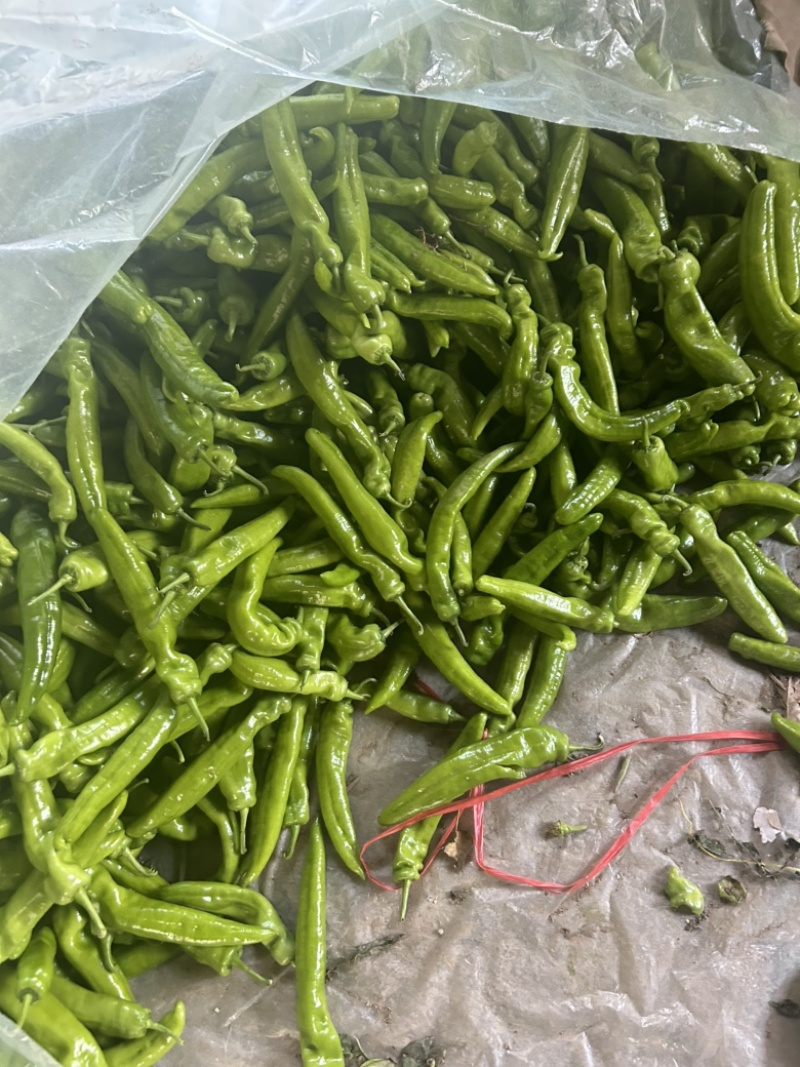 精品尖椒，基地直发，电商供货。