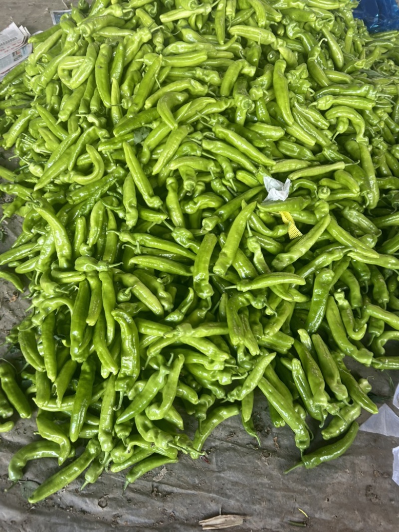 精品尖椒，基地直发，电商供货。