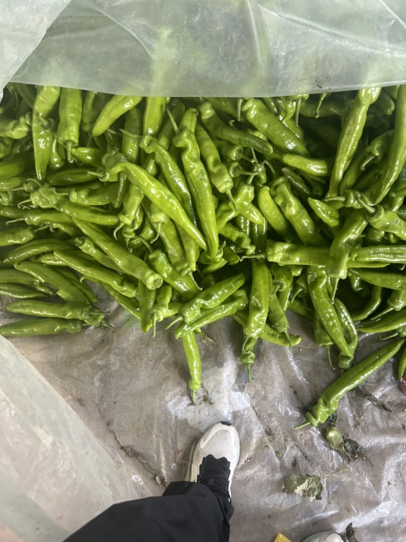 精品尖椒，基地直发，电商供货。