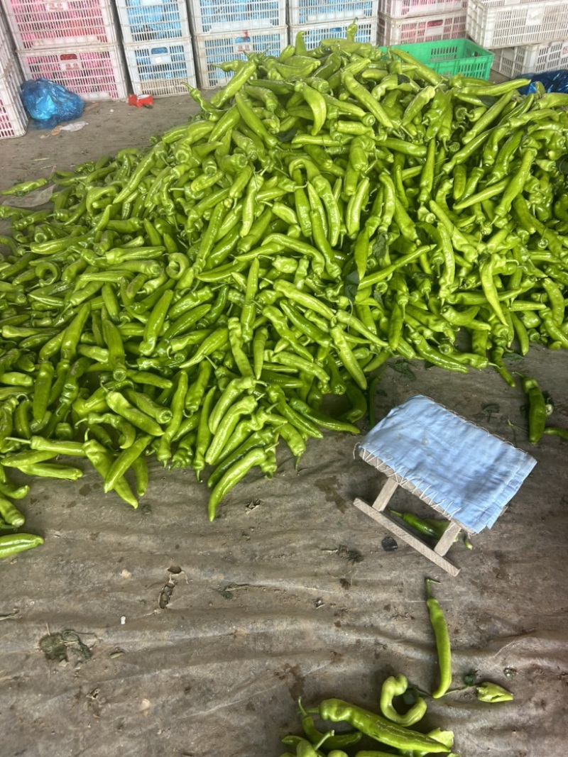 精品尖椒，基地直发，电商供货。