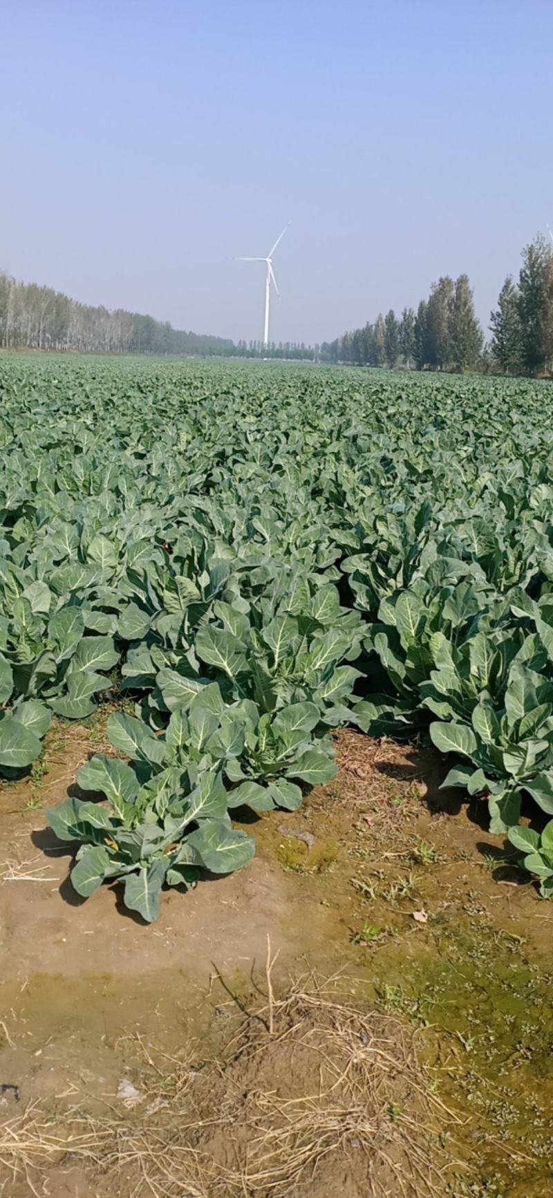 精品大花菜产地直发一手货源供应各大批发商价格美丽