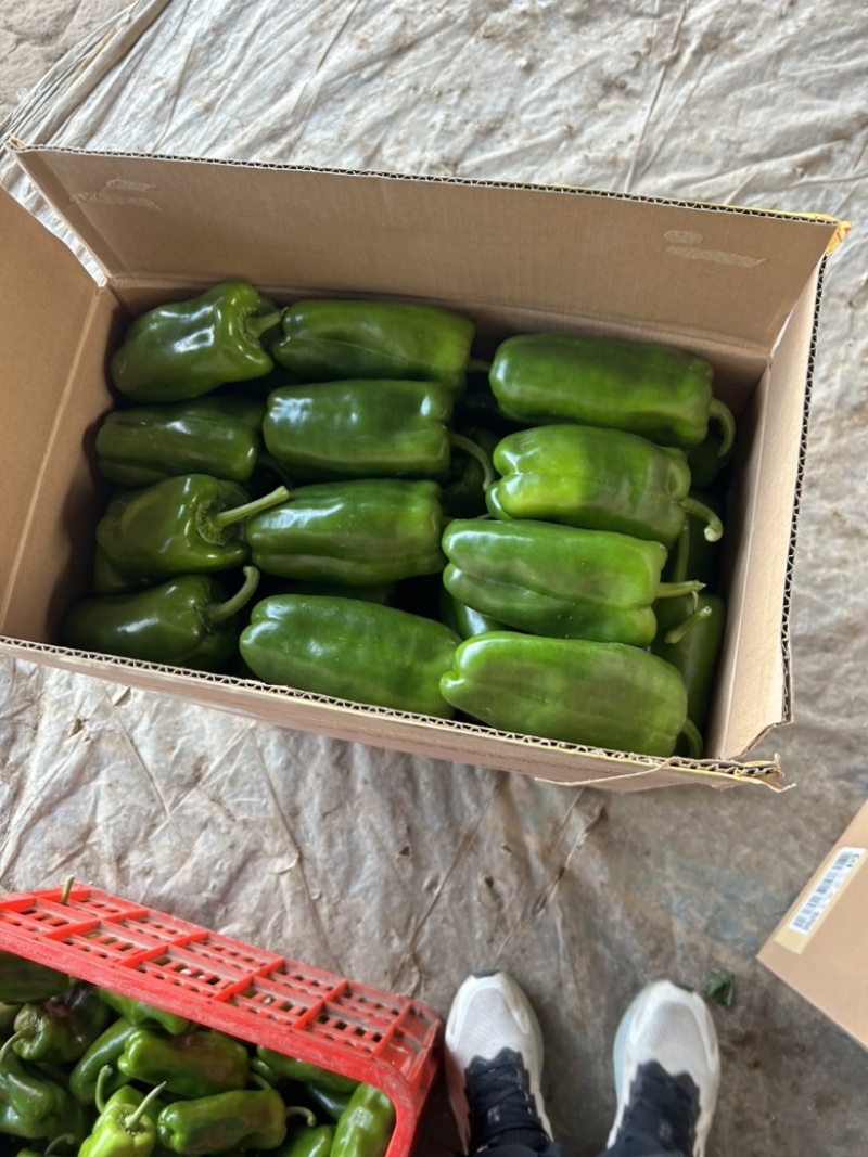 精品圆椒大量有货，基地直发，电商供货。
