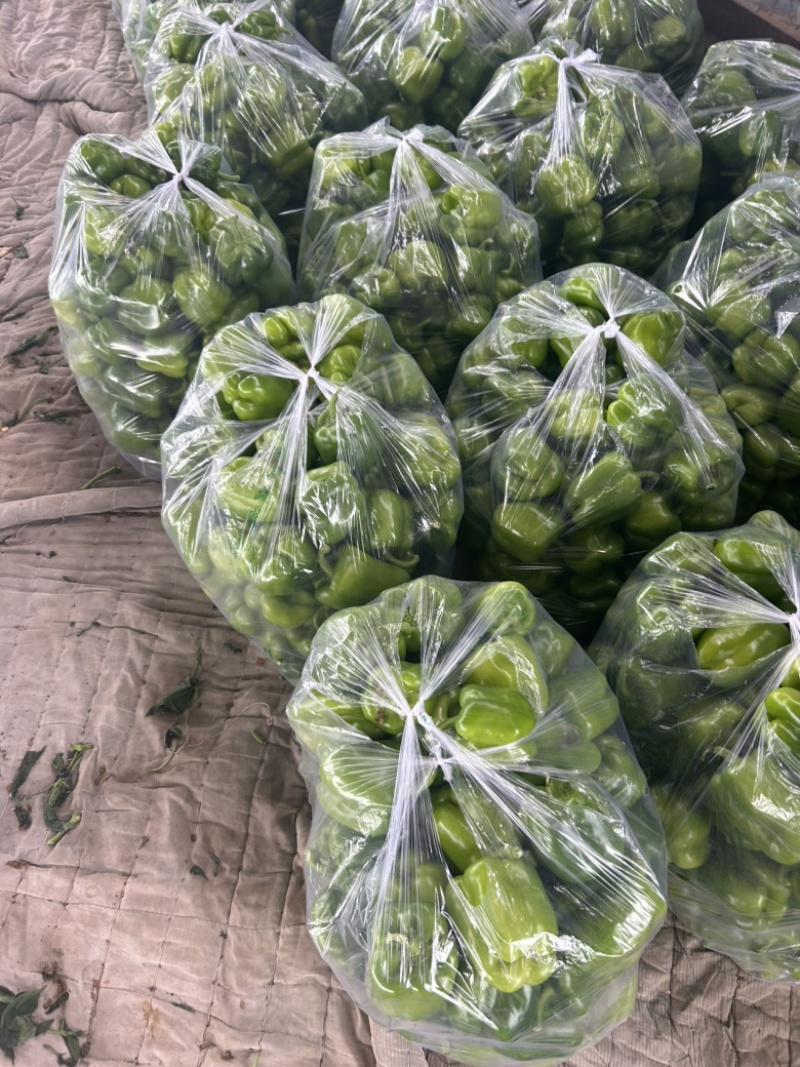 精品圆椒大量有货，基地直发，电商供货。
