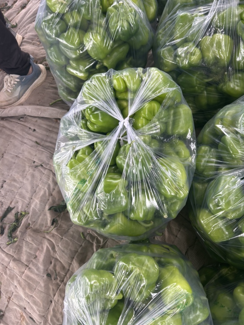 精品圆椒大量有货，基地直发，电商供货。