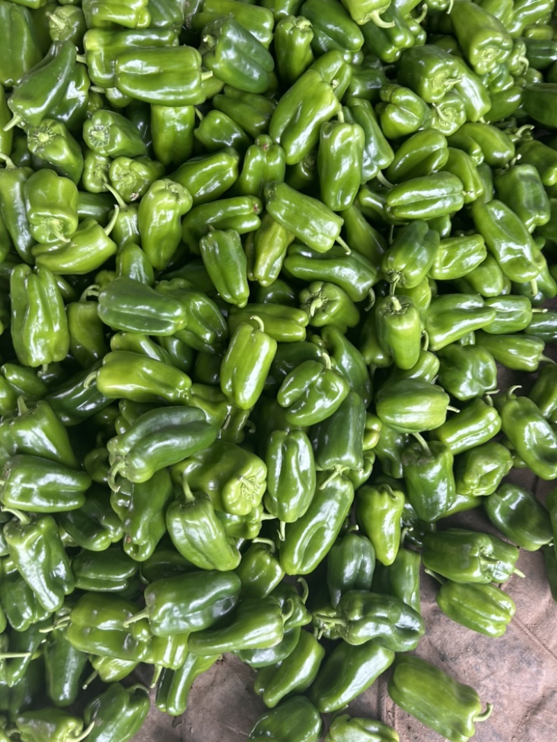 精品圆椒大量有货，基地直发，电商供货。