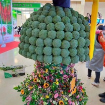 西兰花大量上市