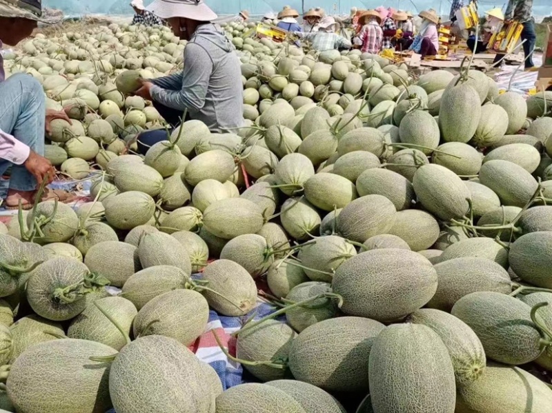 精品海南小蜜25哈密瓜一手货源质量保证价格便宜