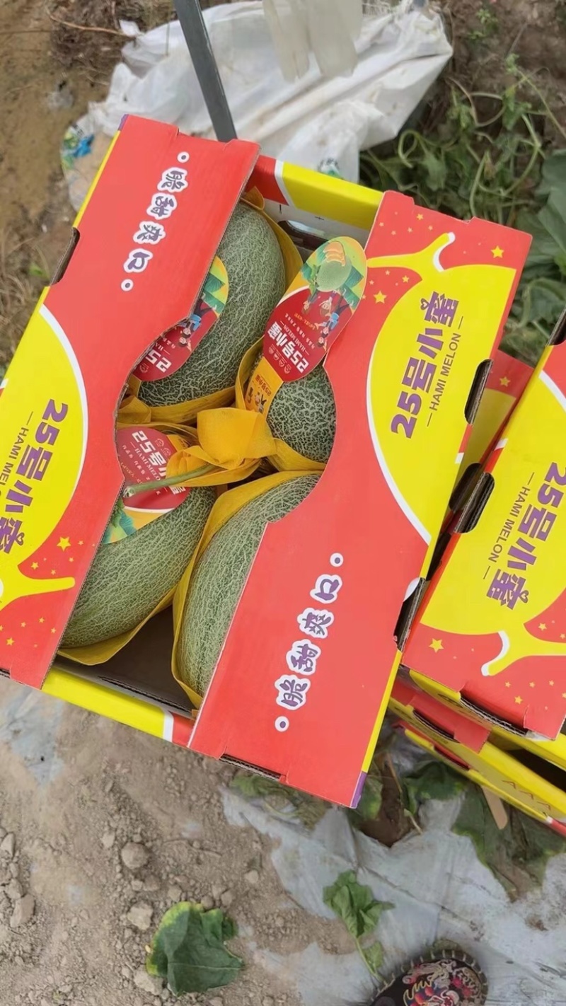 精品海南小蜜25哈密瓜一手货源质量保证价格便宜