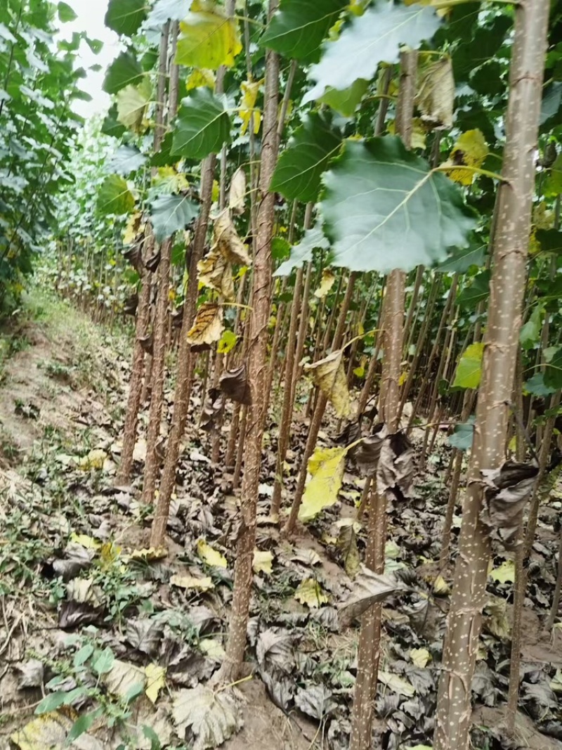 【诚信商家】107速生杨树苗货源充足量大从优