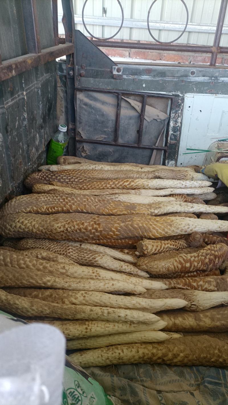 阿拉善盟额济纳旗肉苁蓉量大质优价格优惠一手货源采购