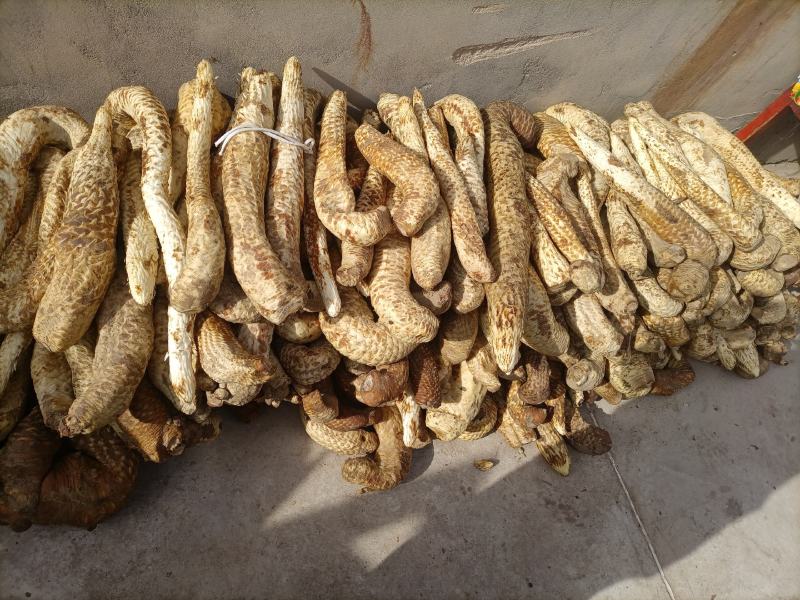 阿拉善盟额济纳旗肉苁蓉量大质优价格优惠一手货源采购