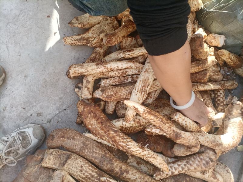 阿拉善盟额济纳旗肉苁蓉量大质优价格优惠一手货源采购