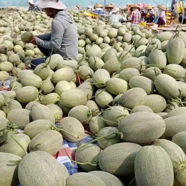 海南晓蜜25哈密瓜货源充足质量保证全国发货