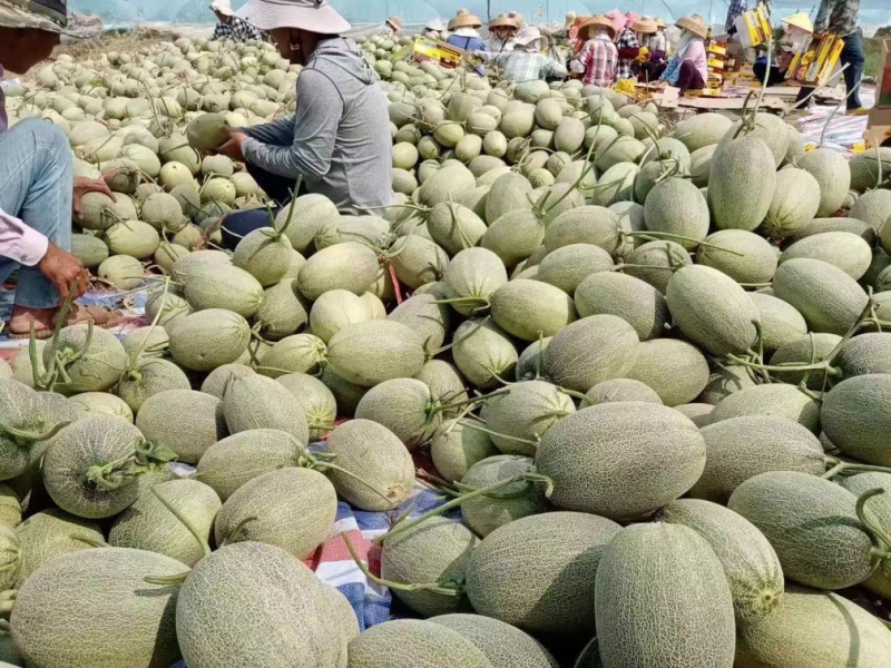 海南晓蜜25哈密瓜货源充足质量保证全国发货