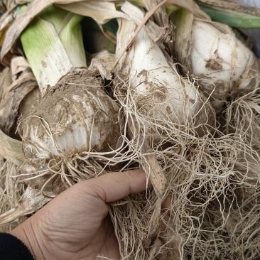 疙瘩葱，鸡腿葱大量有货