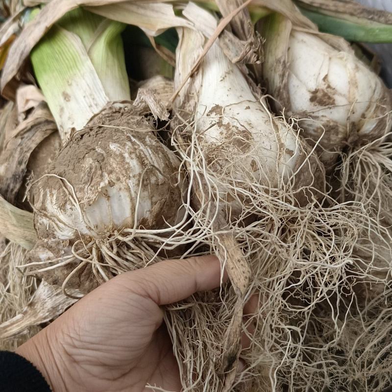疙瘩葱，鸡腿葱大量有货