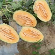 晓蜜25哈密瓜，一手货源，质量保证，全国发货价格便宜