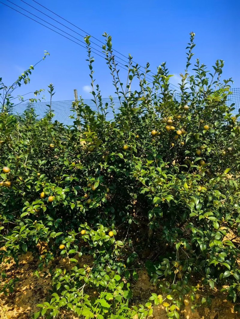 长林山茶果出油率25