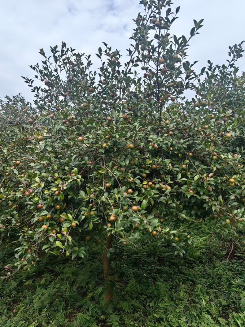 长林山茶果出油率25