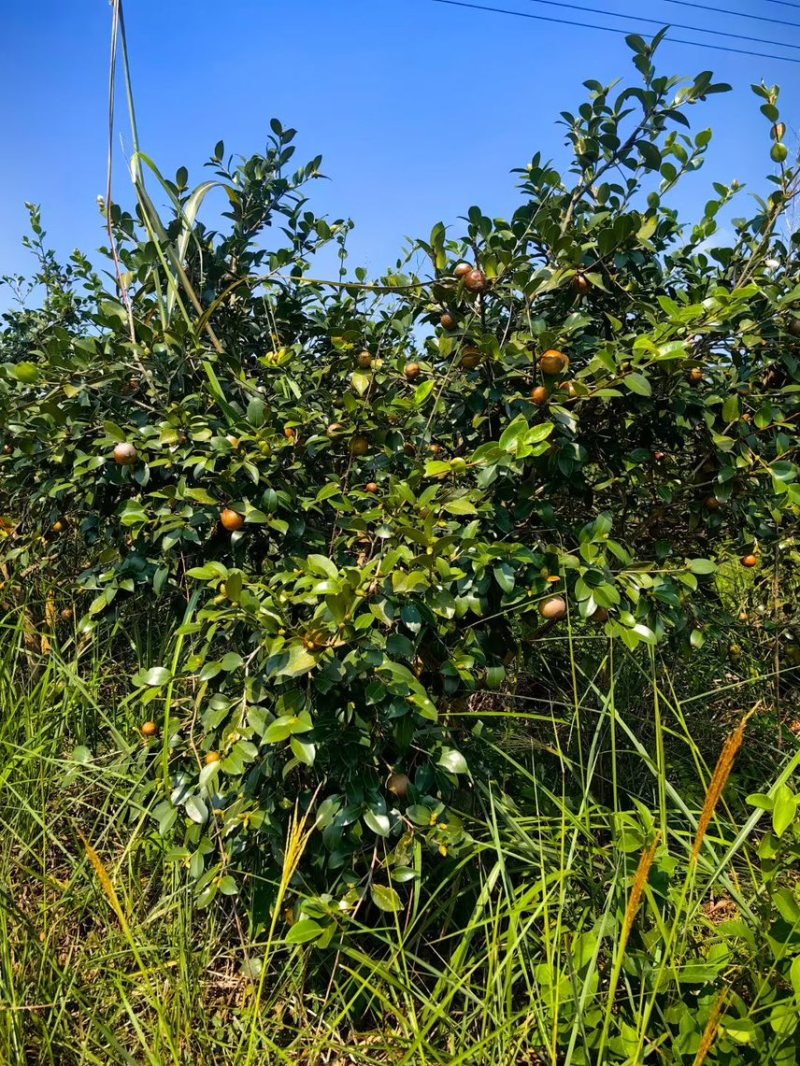 长林山茶果出油率25