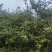 长林山茶果出油率25