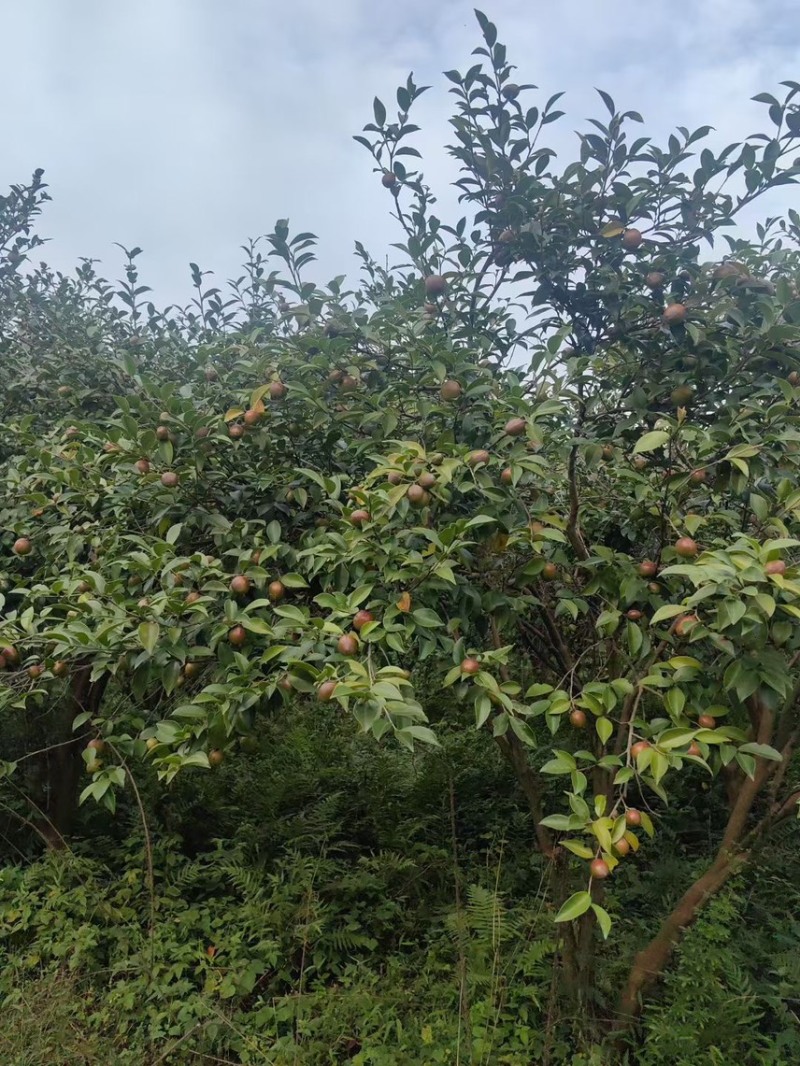 长林山茶果出油率25