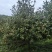 长林山茶果出油率25