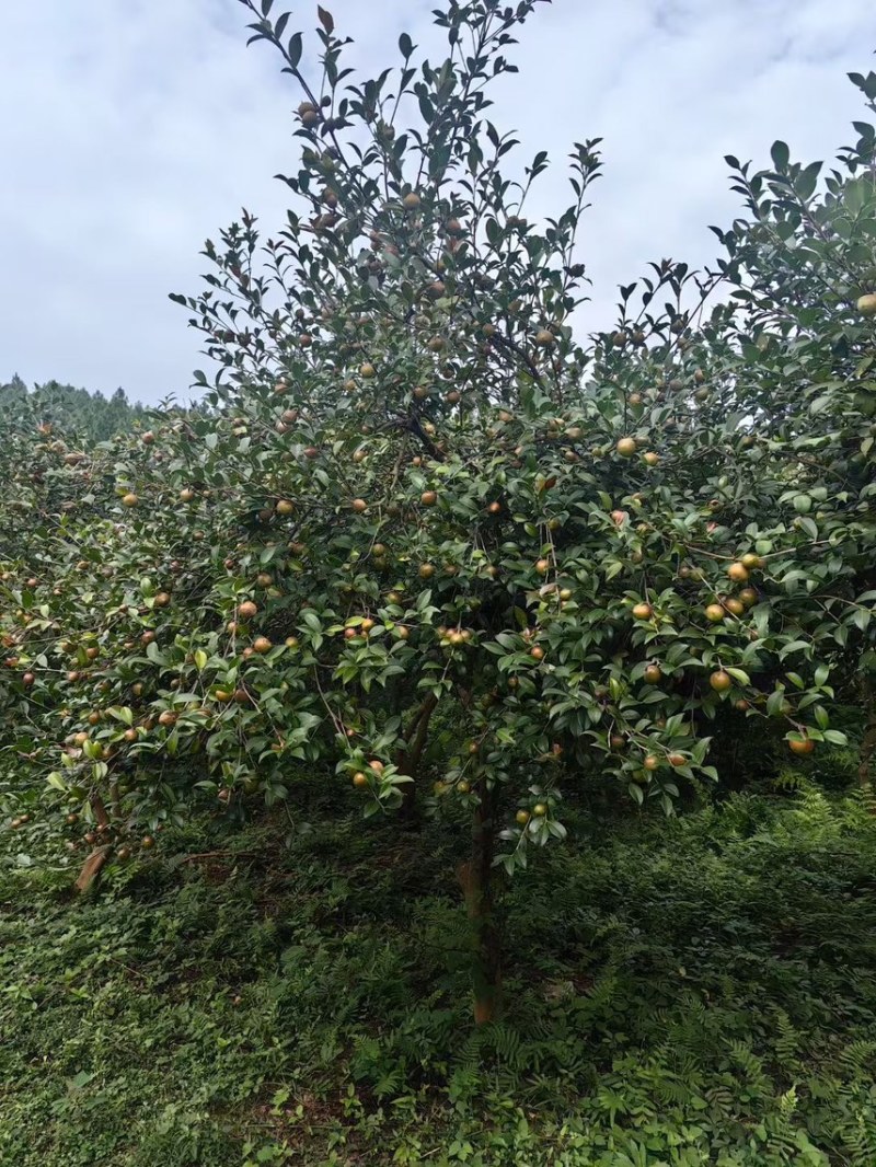 长林山茶果出油率25