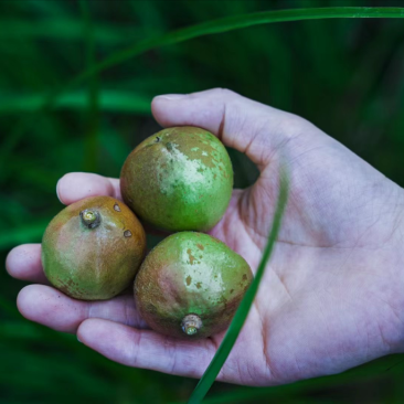 长林山茶果出油率25