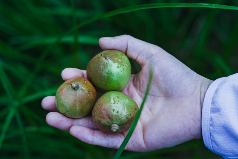 长林山茶果出油率25